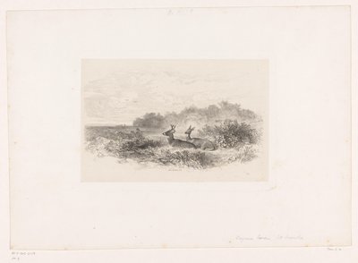 2頭のオジロジカがいる風景 動物のいる風景（連載タイトル） 作： Karl Bodmer