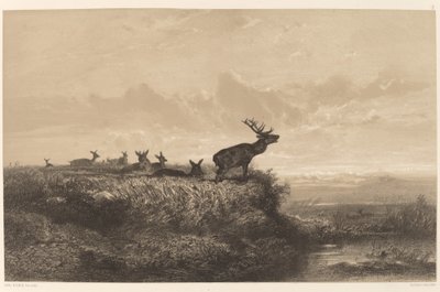 朝。 鹿とハインド。 作： Karl Bodmer