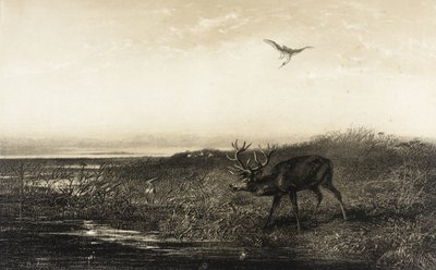  作： Karl Bodmer