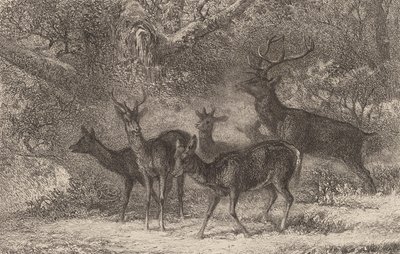 群れ。 作： Karl Bodmer