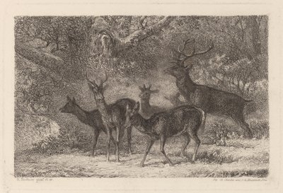 群れ 作： Karl Bodmer