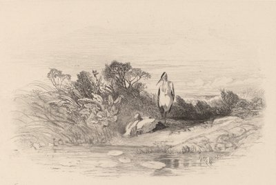 2 つのサギ。 作： Karl Bodmer