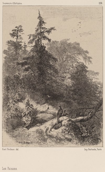 キジ 作： Karl Bodmer