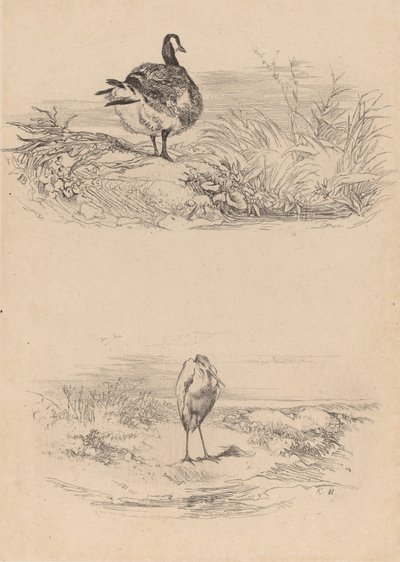 オイエ、サギ。 作： Karl Bodmer