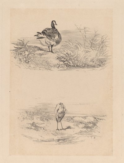 お家、鷺 作： Karl Bodmer