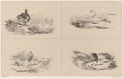 オイ、サイゴン、サギ。 作： Karl Bodmer