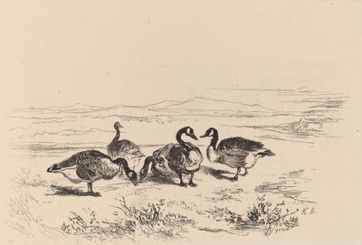 Oies bernacles。 作： Karl Bodmer