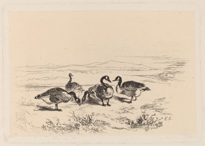 フジツボガチョウ 作： Karl Bodmer