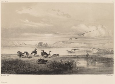 野生のガチョウ。 作： Karl Bodmer