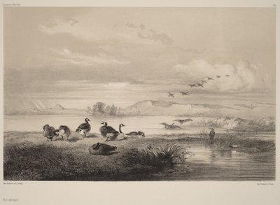 野生のガチョウ 作： Karl Bodmer