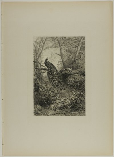 大枝の孔雀 作： Karl Bodmer