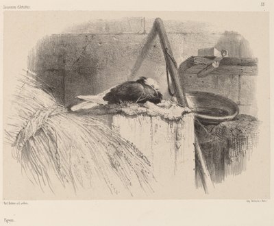 ピジョンです。 作： Karl Bodmer
