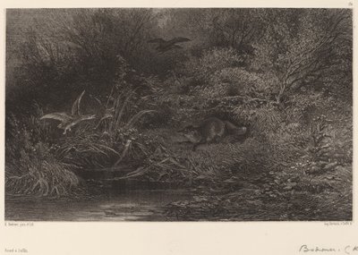 徘徊するキツネ。 作： Karl Bodmer