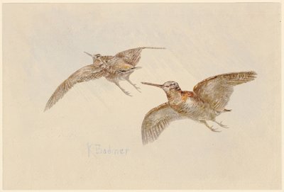 飛んでいるシギ 作： Karl Bodmer