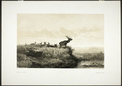 朝雄鹿と雌鹿 作： Karl Bodmer