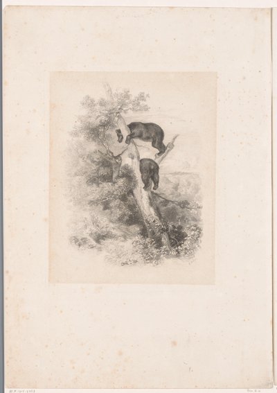 木の 2 つのクマ 動物のいる風景（連載タイトル） 作： Karl Bodmer