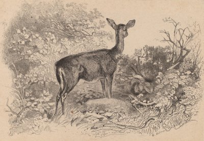 雌鹿です。 作： Karl Bodmer