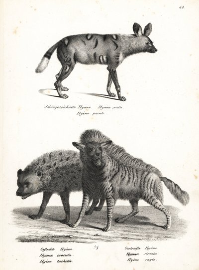 Cão selvagem africano, Lycaon pictus, hiena manchada, ameaçada de extinção, Crocuta crocuta e hiena listrada, Hyaena hyaena. Litografia de Karl Joseph Brodtmann da História Natural Ilustrada de Homens e Animais de Heinrich Rudolf Schinz 作： Karl Joseph Brodtmann