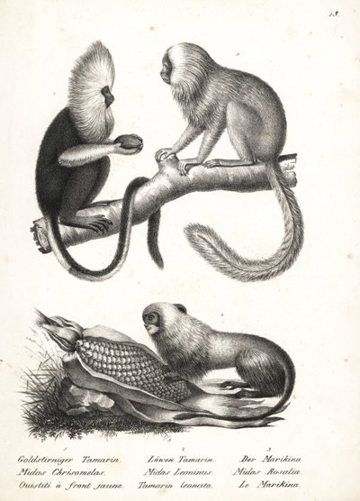 バフィーヘッド マーモセット、Callithrix flaviceps (絶滅危惧種) 1、ゴールデン ライオン タマリン、Leontopithecus rosalia (絶滅危惧種) 2、3。 ハインリヒ・ルドルフ・シンツの「人間と動物の図解された自然史」のカール・ヨーゼフ・ブロトマンによるリトグラフ 作： Karl Joseph Brodtmann
