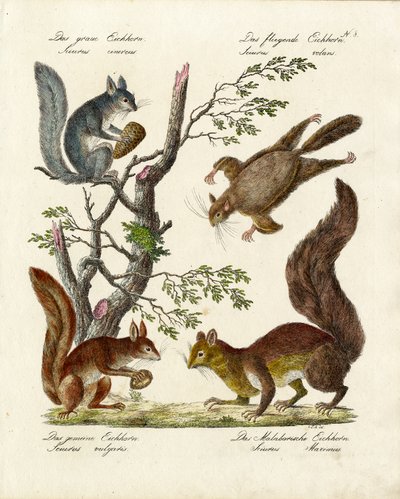  作： Karl Joseph Brodtmann