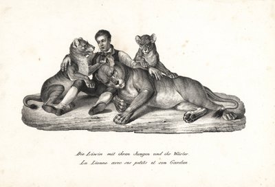 雌ライオンとカブスと調教師、パンテーラ レオ。 ハインリヒ・ルドルフ・シンツの「人間と動物の図解された自然史」のカール・ヨーゼフ・ブロトマンによるリトグラフ 作： Karl Joseph Brodtmann