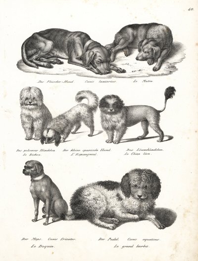 Lurcher ou cão matin, Canis laniarius, Bichon, cão espanhol, Chow Chow, cão Pug, Canis fricator e Poodle ou cão de caça aquática, Canis aquaticus. Litografia de Karl Joseph Brodtmann de Heinrich Rudolf Schinz