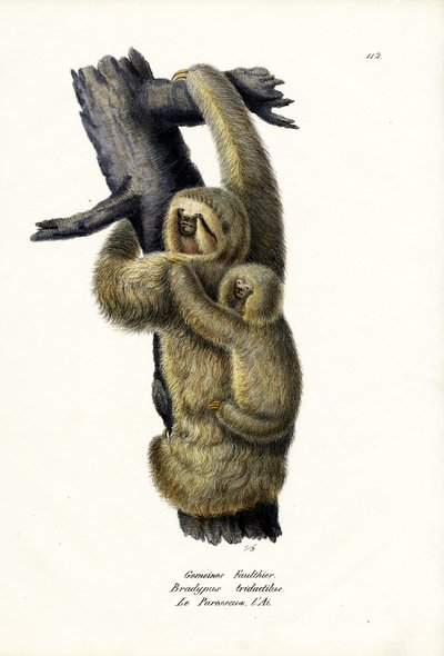 3ヒキガエルナマケモノ、1824 作： Karl Joseph Brodtmann