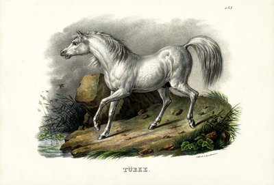 トルコの馬、1824年 作： Karl Joseph Brodtmann