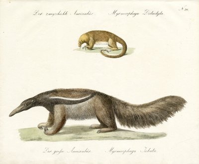  作： Karl Joseph Brodtmann