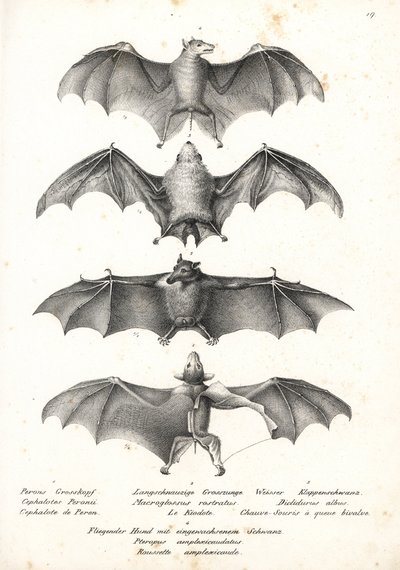 ハインリヒ・ルドルフ・スキのカール・ジョセフ・ブロトマンによるリトグラフ 作： Karl Joseph Brodtmann