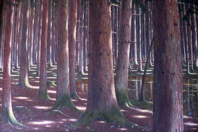 スプルースの森 作： Karl Lambrecht