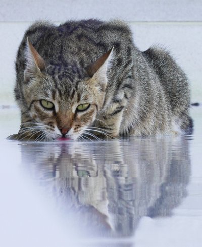 クールな猫、2022年、写真 作： Katha Wood