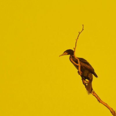 ハンギング・オン（左を見る） 作： Katha Wood