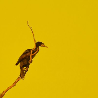 ハンギング・オン（右を見る） 作： Katha Wood
