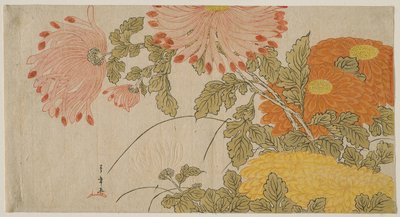 菊 1780年頃（錦絵・摺物） 作： Katsukawa Shunsho