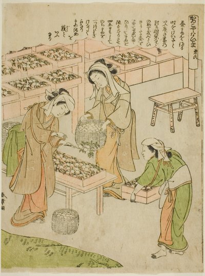 6枚目（紡いだばかりの繭を調べる）「かいこうやしないぐさ」シリーズより 作： Katsukawa Shunsho