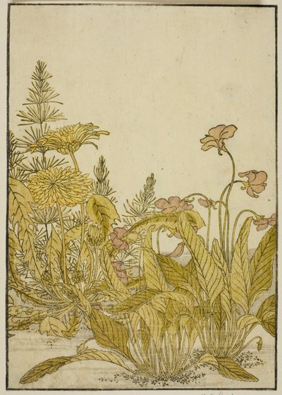 春の花 スミレとタンポポ 『清露美人合わせ姿鏡』より 1 作： Katsukawa Shunsho