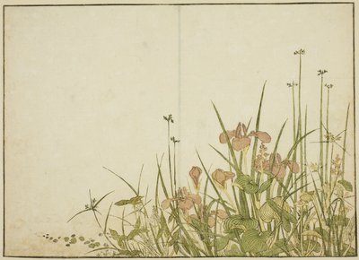 夏の花菖蒲と水芭蕉 著書『清露美人合わせ姿鏡』より 1 作： Katsukawa Shunsho