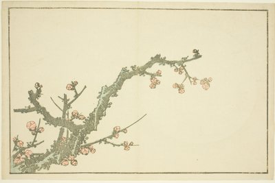北斎写実画譜 咲き誇る梅 作： Katsushika Hokusai