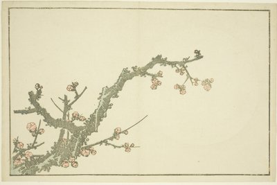 北斎写実画帖』より「咲き梅」 1814年頃（錦絵（アルバムシート 作： Katsushika Hokusai