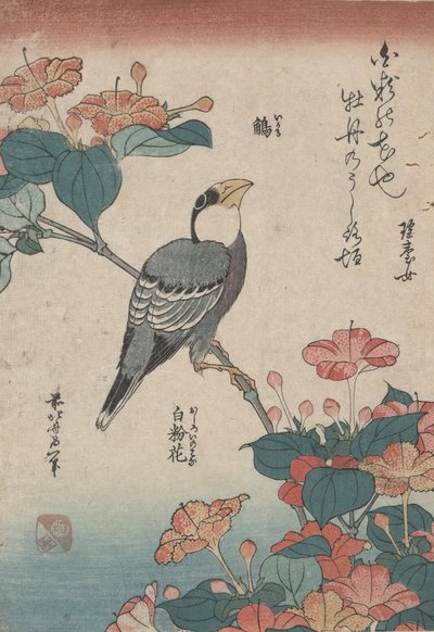 小さな花という名前の無題のシリーズから、ミラビリスのグロスビーク 作： Katsushika Hokusai