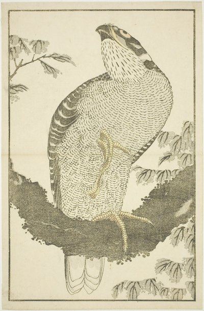 北斎写心画譜』より「鷹」。 作： Katsushika Hokusai