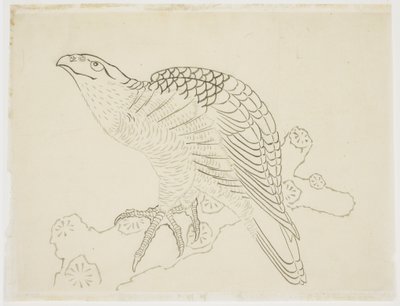 枝のタカ（研究） 作： Katsushika Hokusai