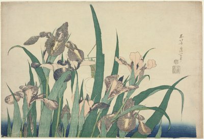 無題の大きな花のシリーズからのアイリスとグラスホッパー 作： Katsushika Hokusai