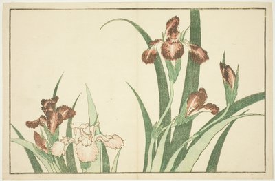 北斎写実画譜 菖蒲 作： Katsushika Hokusai