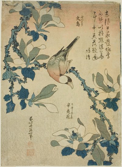 無題の花鳥シリーズより文鳥・こぶしの花 作： Katsushika Hokusai