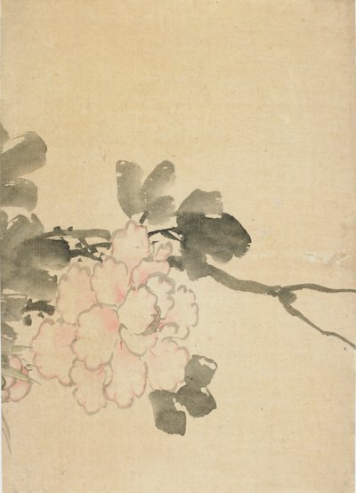 牡丹、18世紀後半から19世紀初頭。 作： Katsushika Hokusai