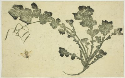 『北斎写実画譜』より ハチとカブの茎 作： Katsushika Hokusai