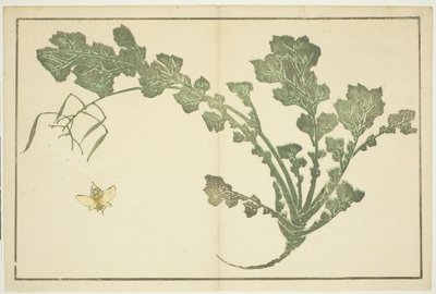 『北斎写実画譜』より ハチとカブの茎 作： Katsushika Hokusai