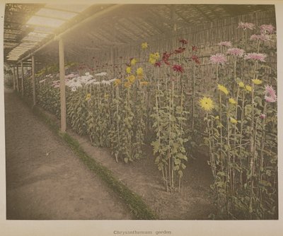 菊の園 作： Kazumasa Ogawa
